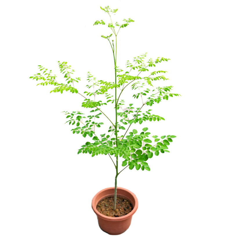 How to grow Moringa plants