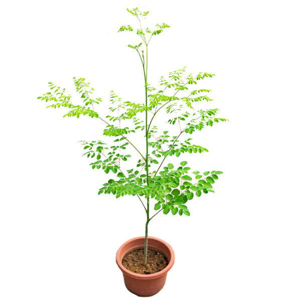 How to grow Moringa plants