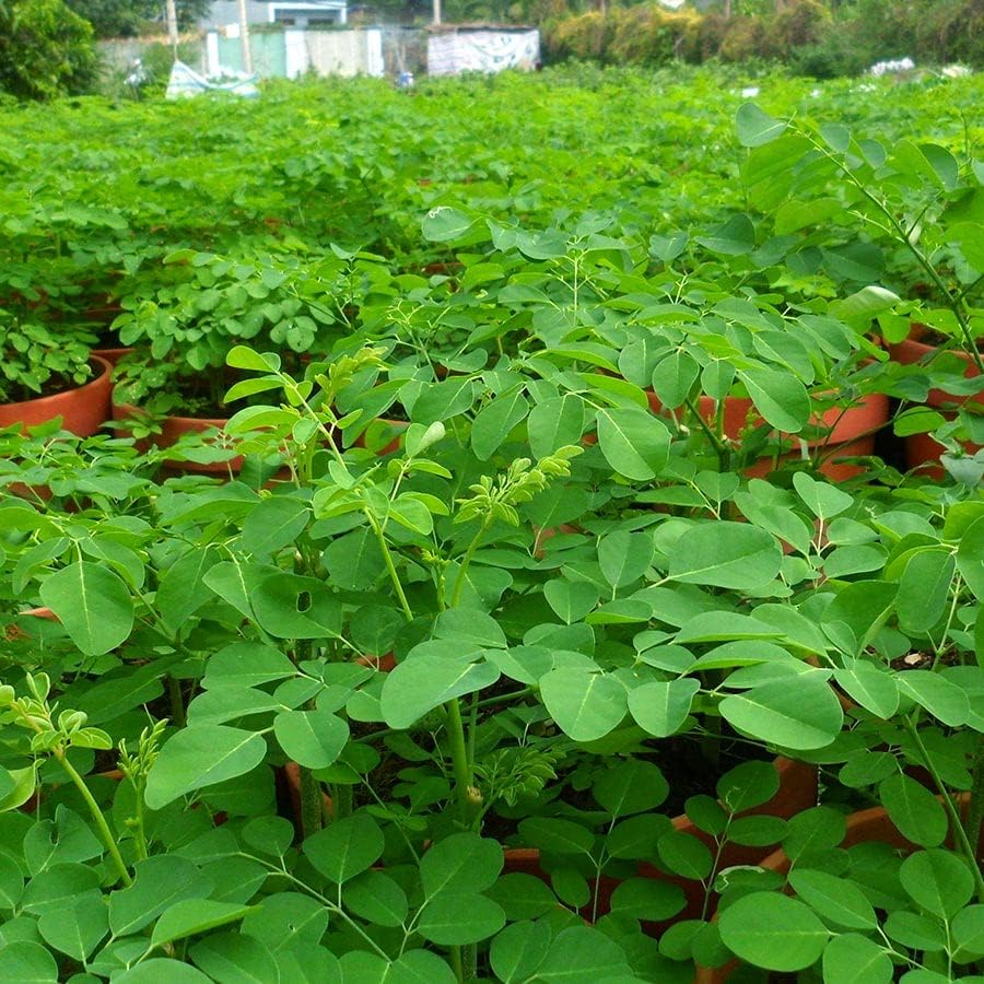 Moringa Plants - Small Size( 3-6 Inches Tall)