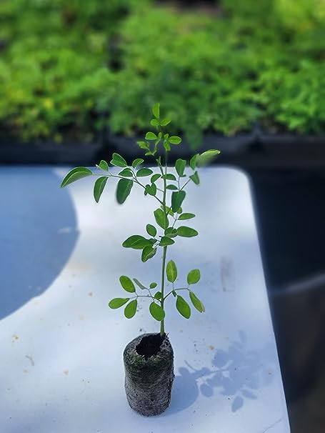 Moringa Plants - Small Size( 3-6 Inches Tall)