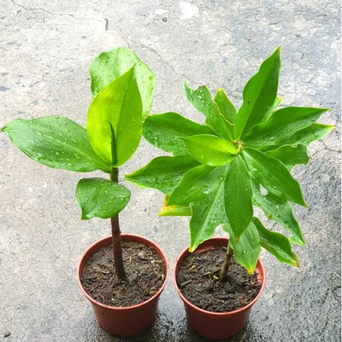 Insulin Plant | Small Size | 3-6 Inches Tall