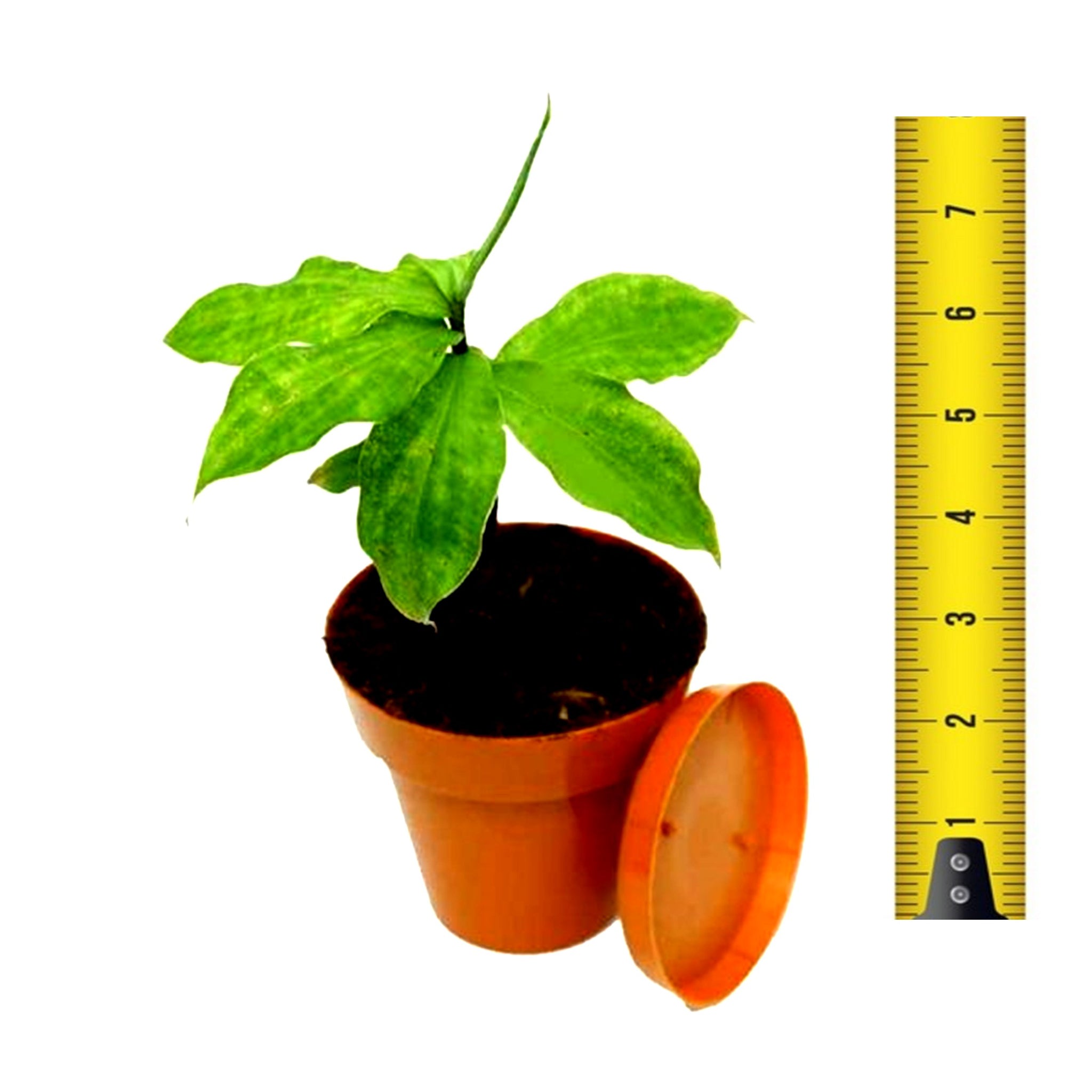 Insulin Plant | Small Size | 3-6 Inches Tall