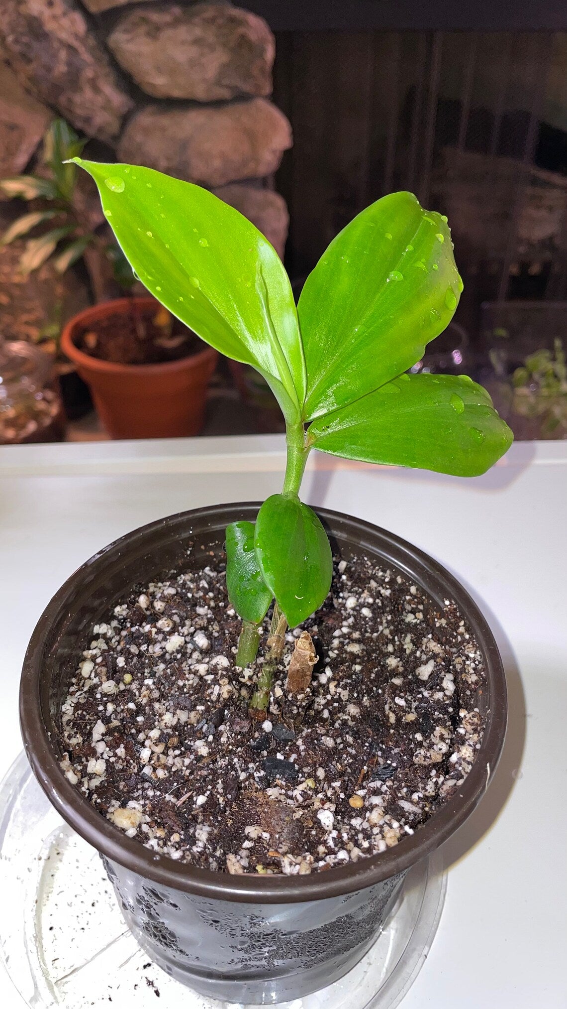 Insulin Plant | Small Size | 3-6 Inches Tall