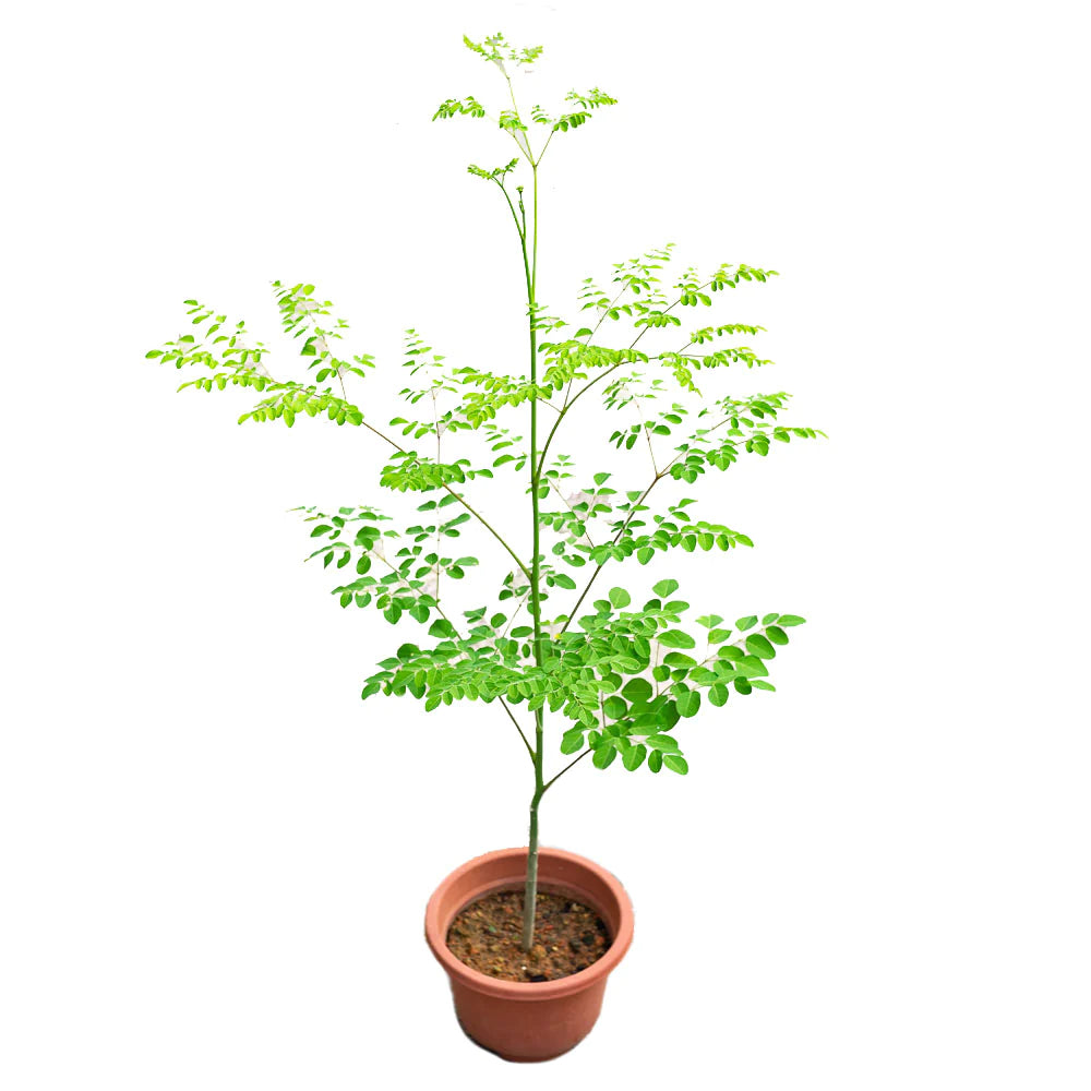 malunggay plant in a pot Moringa Plants